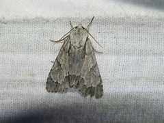 Acronicta cuspis