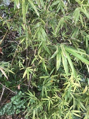 Pseudosasa cantorii