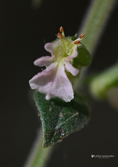 Teucrium massiliense