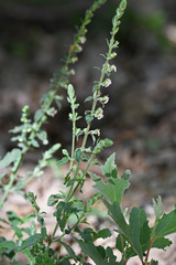 Teucrium massiliense
