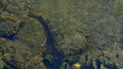 Estuarine Frillfin photo 3