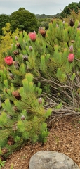Protea aristata