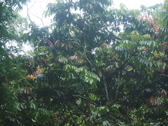 Pometia pinnata