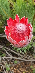 Protea aristata