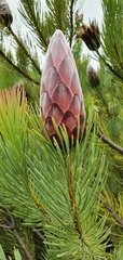 Protea aristata