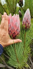 Protea aristata