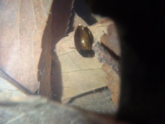 Agabus japonicus