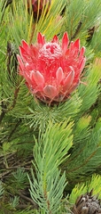 Protea aristata