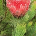 Protea aristata - Photo (c) Santie Gouws, μερικά δικαιώματα διατηρούνται (CC BY-NC), uploaded by Santie Gouws