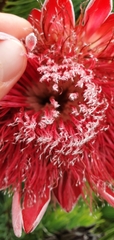 Protea aristata