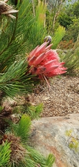 Protea aristata