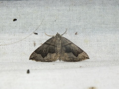 Scotopteryx moeniata
