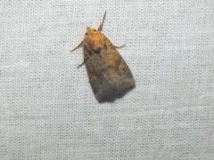 Amphipoea fucosa