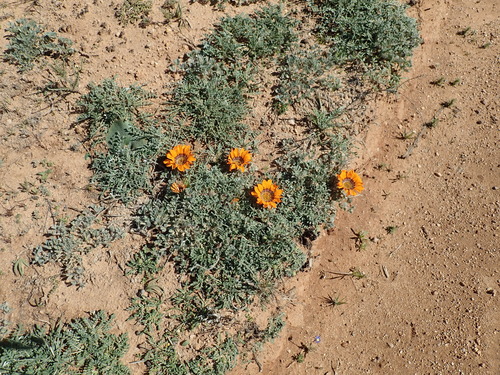 Image of Gazania leiopoda by no rights reserved