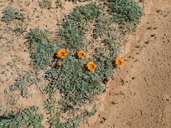 Gazania leiopoda
