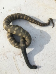 Acrochordus granulatus