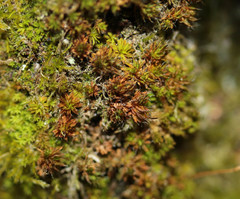 Syntrichia laevipila