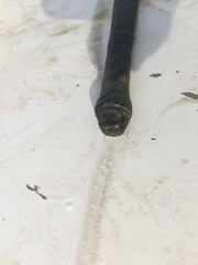 Acrochordus granulatus