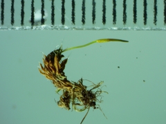 Syntrichia laevipila