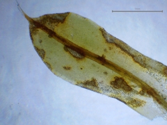 Syntrichia laevipila