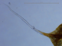 Syntrichia laevipila
