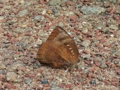 Arhopala centaurus pirama