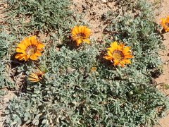 Gazania leiopoda