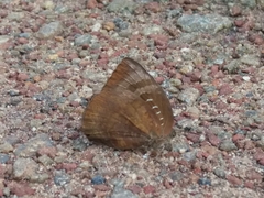 Arhopala centaurus pirama