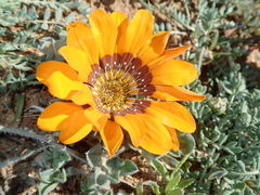Gazania leiopoda