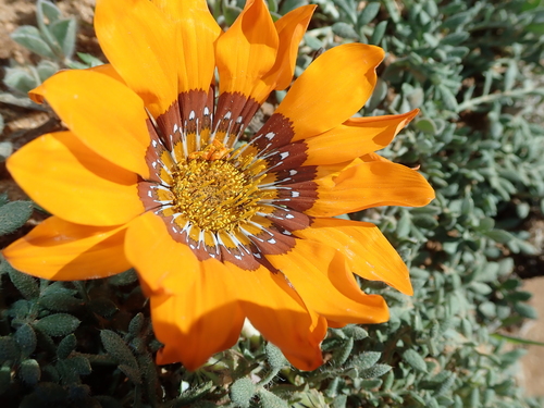 Image of Gazania leiopoda by no rights reserved