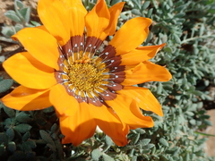 Gazania leiopoda