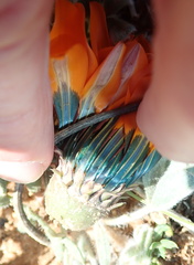 Gazania leiopoda