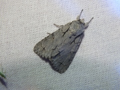Acronicta cuspis