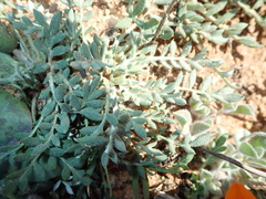 Gazania leiopoda