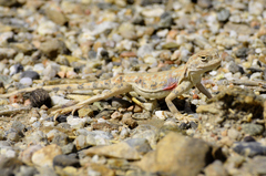 Phrynocephalus axillaris