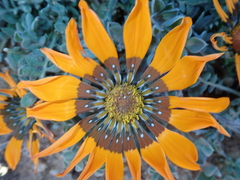 Gazania leiopoda
