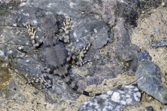 Phrynocephalus axillaris