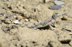 Phrynocephalus axillaris