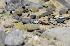 Phrynocephalus axillaris