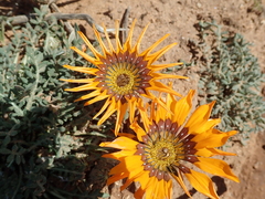 Gazania leiopoda
