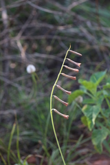 Dipcadi ciliare