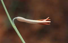 Dipcadi ciliare