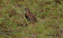 Coturnix coromandelica