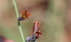 Dipcadi ciliare