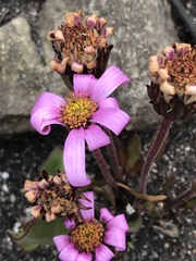 Mairia coriacea