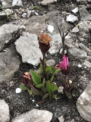 Mairia coriacea