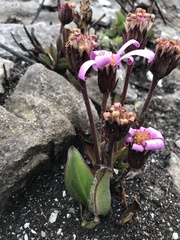 Mairia coriacea
