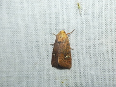 Amphipoea fucosa