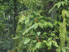 Hedychium horsfieldii
