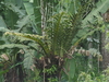 Drynaria heraclea - Photo (c) Naufal Urfi Dhiya'ulhaq, some rights reserved (CC BY-NC), uploaded by Naufal Urfi Dhiya'ulhaq